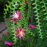 Fishbone Cactus Live Plant, Cactus Houseplant, 4-6 Inch Tall, 2 Inch Pot