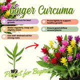 2 Mixed Ginger Live Plants, Ornamental Flowering Ginger Plant for Indoor Outdoor, Colorful Blooming Gingers 4-6 Inches