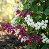 4 Assorted Bleeding Heart Plants Live, Clerodendrum Plant, 4-6 Inch Tall