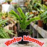 White Holiday Cactus Plant Live, Easy Care Houseplant, 5-9 Inch Tall