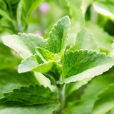 2 Sweet Live Stevia Plants, 4-6 Inch Tall