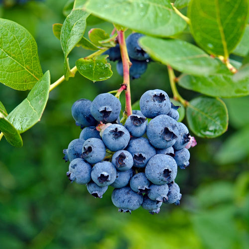 2 Jewel Live Blueberry Plants, Home Garden Plant, 4-7 Inch Tall