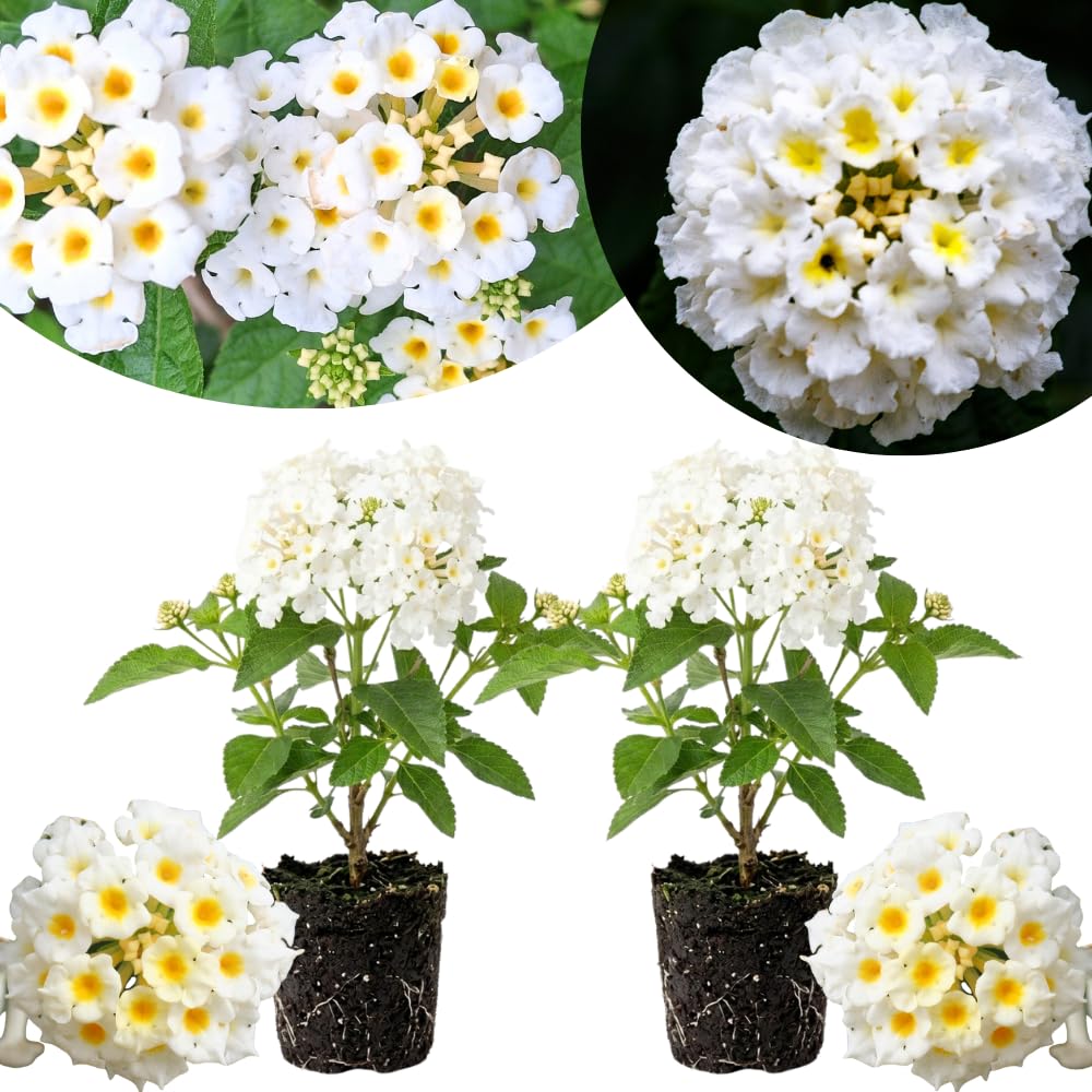 2 White Lantana Plants Live, Hardy Flowering Perennial, 4-6" Tall