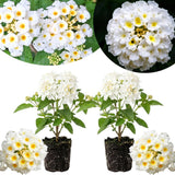 2 White Lantana Plants Live, Hardy Flowering Perennial, 4-6" Tall