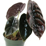 Red Alocasia Live Plant, Rare Tropical Plant, 2-4 Inch Tall