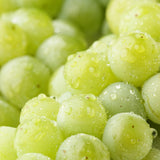 3 Grape Plants Live for Planting, Starter Plants, 3-5" Tall, No Pot, Cold Hardy, Tree Grape Vines Fruit for Spring Growing (Green Yellow)