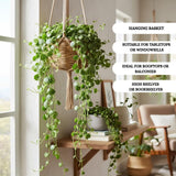 Trailing String of Turtles Live Plant, Succulent Houseplant, 2 Inch Pot