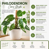 Variegated Philodendron Live Plant 4-6 Inches, Easy Care Indoor Houseplant for Home and Office, Tropical Foliage Philodendron