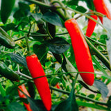 Green Serrano Pepper Live Plant, Chili Plant, 4-7 Inch Tall, 4 Inch Pot
