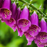 2 Purple Foxglove Flower Live Plants, Flower Plant, 3 Inch Pot