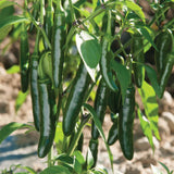 Green Serrano Pepper Live Plant, Chili Plant, 4-7 Inch Tall, 4 Inch Pot