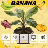 Zebrina Banana Tree Live Plant, Home Garden Plant, 4-6 Inch Tall