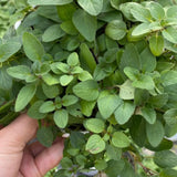 2 Cuban Oregano Plants Live, Garden Herb Plant, 4-6 Inch Tall