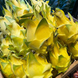 3 Yellow Dragon Fruit Trees Live Plants, Outdoor Garden Fruit Plant