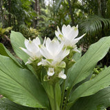 2 White Ginger Live Plants, Ornamental Flowering Ginger Plant for Indoor Outdoor, Colorful Blooming Gingers 4-6 Inches