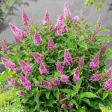2 Pink Buddleia Live Plants, 5-9" Butterfly Bush for Outdoor Gardens