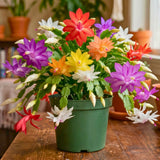 Random Thanksgiving Cactus Live Plant, Indoor Houseplant, 5-9 Inch Tall