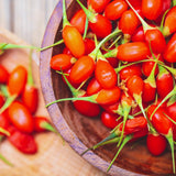 Sweet Goji Berry Plant Live, Starter Plant