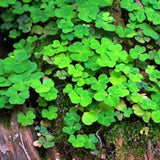 Green Shamrock Oxalis Live Plant, Indoor Houseplant, 3-6 Inch Tall