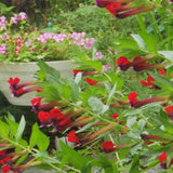 2 Purple Red Cuphea Plants Live, Well-Rooted Flower Plant, 4-6 Inch Tall