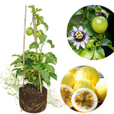 Passionfruit Plant Live, Starter Plant, 4-6 Inch Tall
