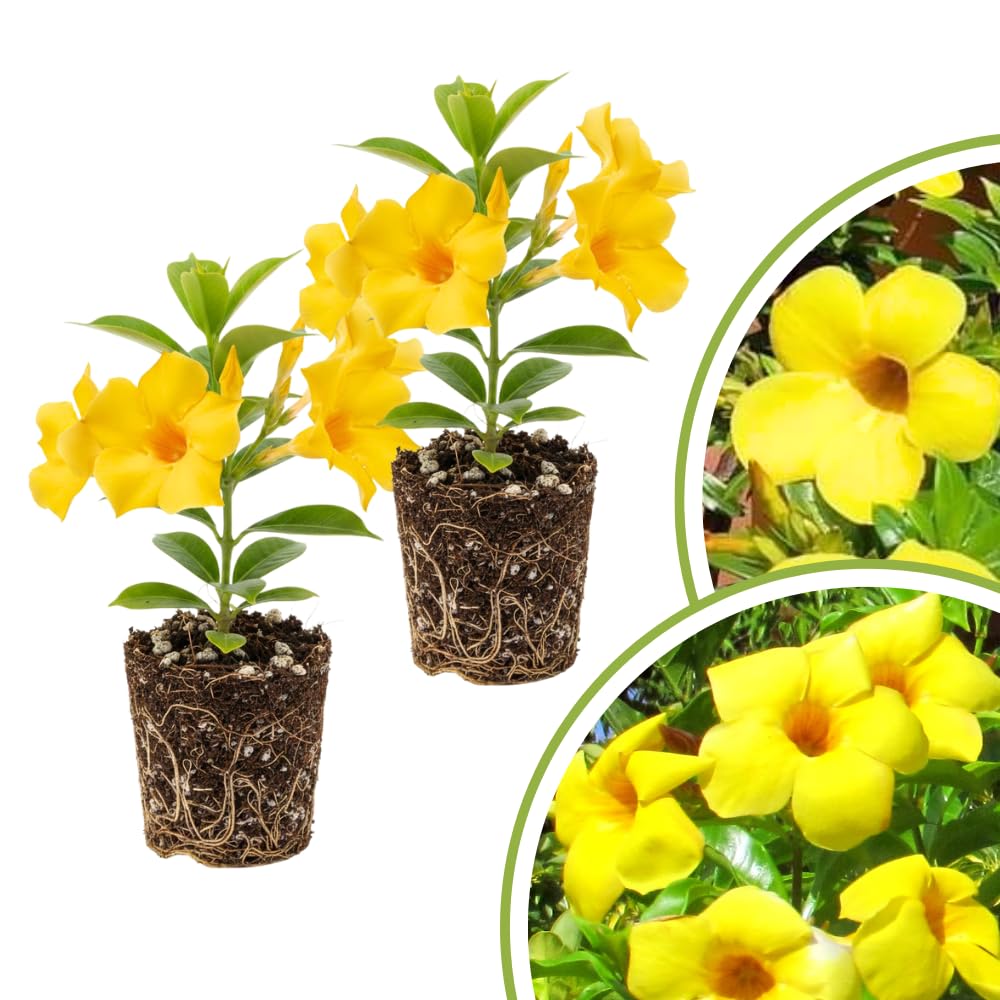 2 Yellow Live Mandevilla Plants, Ready to Grow Plant, 4-6 Inch Tall