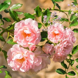 Light Pink Live Rose Plant, Fragrant Garden Rose, 2-3 Inch Tall