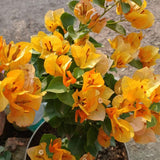 2 Bougainvillea Plants Live, Garden Flower Vine, 4-7 Inch Tall