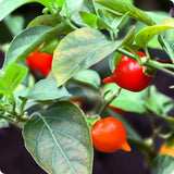 2PPP Biquinho Pepper Plants Live, 4-7 Inch Tall, 4 Inch Pot
