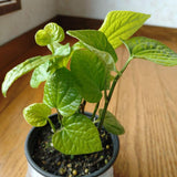 Black Pepper Plant, 4-6 Inch Tall, Piper Nigrum Vine Plants