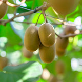 2 Hardy Kiwi Plants Live, Fruit Vine Plant, 4-6 Inch Tall