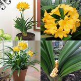 Yellow Clivia Plant Live, Flower Houseplant, 6 Inch Pot