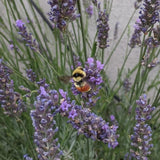 2 Phenominal Lavender Plants, Lavender Plants Live, 4-8 Inch Tall