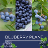 2 Emerald Blueberry Live Plants, Home Garden Plant, 4-7 Inch Tall
