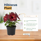 Red Hibiscus Live Plant, Hardy Garden Plant, 5-7 Inch Tall