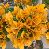 2 Bougainvillea Plants Live, Garden Flower Vine, 4-7 Inch Tall