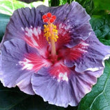 Purple Hibiscus Plant 5-7 Inch Tall
