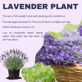 2 Phenominal Lavender Live Plants, Garden Plant, 4-7 Inch Tall
