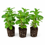 3 Live Peppermint Plants, Starter Plant, 4-7 Inch Tall