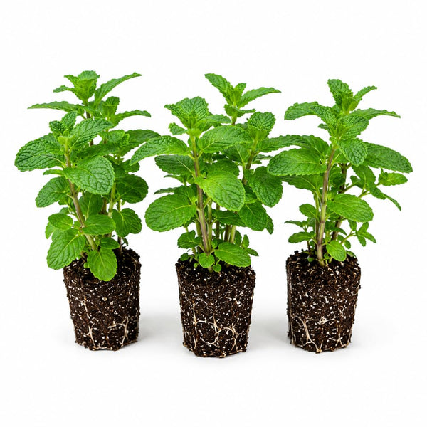 3 Live Peppermint Plants, Starter Plant, 4-7 Inch Tall