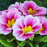 2 Random Primrose Plants Live, Perennial Flower Plant, 3 Inch Pot