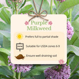 2 Purple Milkweed Live Plants, Asclepias Tuberosa, 4-6 Inch Tall