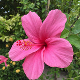 4 Pink Hibiscus Live Plants, Hibiscus Flower, Patio Container Plant, 4-8 Inch Tall
