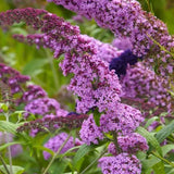 2 Pink Buddleia Live Plants, 5-9" Butterfly Bush for Outdoor Gardens