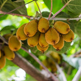 2 Kiwi Tree Live Plants, Cold Hardy Kiwi Plants Live Vine from 5 Inc Tall