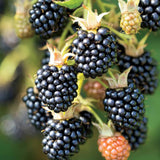 3 Thornless BlackBerry Plants Live, Backyard Berry Plant, 3-7 Inch Tall