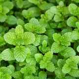 Set 2 Mojito Mint Live Plant, 3-7 Inch Tall