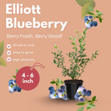 2 Elliott Blueberry Live Plants, Patio Fruit Bush, 4-6 Inch Tall