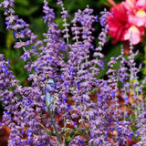 4 Tricolor Salvia Sage Bushes Plants Live, 4-6 Inch Tall