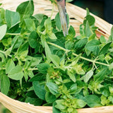 2 Cuban Oregano Plants Live, Garden Herb Plant, 4-6 Inch Tall